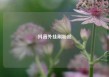 抖音外挂刷粉丝